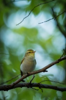 Budnicek lesni - Phylloscopus sibilatrix - Wood Warbler 1801-Edit-2